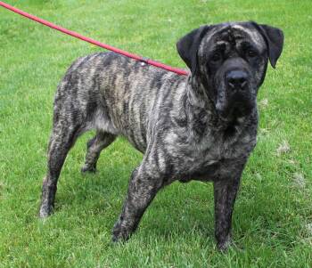 Cane Corso Dogs Available for Adoption in Heath, Ohio - Layla (11794) | PetCurious
