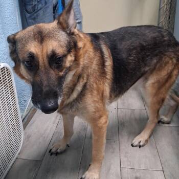 George -  German Shepherd Dog Dog for Adoption in Denison, Texas - George | PetCurious