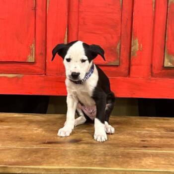 FWT Kiwi -  Terrier Dog for Adoption in Midland, Texas - FWT Kiwi | PetCurious