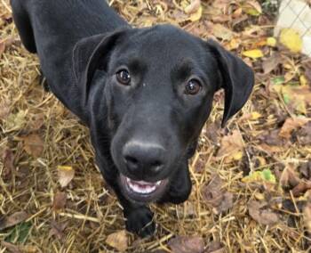 Sunny Success -  Australian Cattle Dog Blue Heeler and Black Labrador Retriever Dog for Adoption in Andover, Massachusetts - Sunny Success | PetCurious