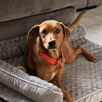 Vizsla and Labrador Retriever Dogs Available for Adoption in Carmel Hamlet, New York - Lumi | PetCurious