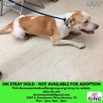 Julio -  Labrador Retriever and Mixed Breed Dog for Adoption in Denison, Texas - Julio | PetCurious