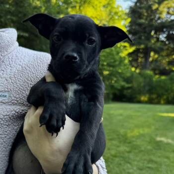 NY Star Crunch Avail Jun 13 (Choice Pet Carmel) -  Australian Shepherd and Labrador Retriever Dog for Adoption in Eastford, Connecticut - NY Star Crunch Avail Jun 13 (Choice Pet Carmel) | PetCurious