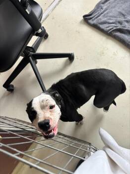TRIFECTA* -  Boston Terrier and English Bulldog Dog for Adoption in Santa Cruz, California - TRIFECTA* | PetCurious