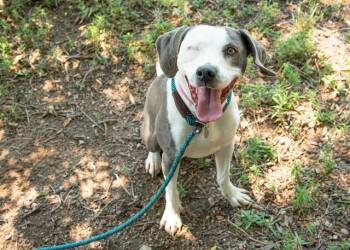 Rescue American Bulldog and Hound Dogs for Adoption in Colorado Springs, Colorado - BETSY | PetCurious