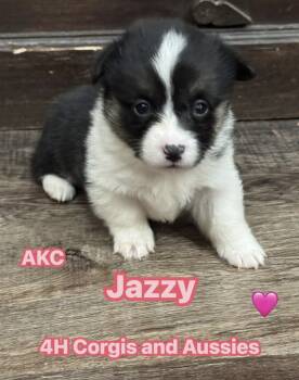 Pembroke Welsh Corgi Dogs Available for Sale - Jazzy | PetCurious