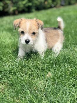 Milo -  Terrier and Miniature Poodle Dog for Adoption in Ephrata, Washington - Milo | PetCurious