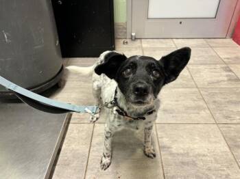 Rescue Australian Cattle Dog Blue Heeler and Cardigan Welsh Corgi Dogs for Adoption in Grand Prairie, Texas - TOBY | PetCurious