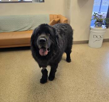 Newfoundland Dog Dogs Available for Adoption in Gardnerville, Nevada - Grizzy | PetCurious