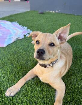 Naan -  Labrador Retriever and Shiba Inu Dog for Adoption in San Diego, California - Naan | PetCurious
