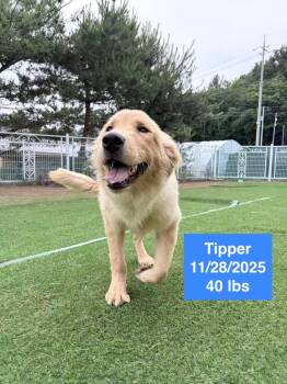 Tipper -  Golden Retriever Dog for Adoption in Houston, Texas - Tipper | PetCurious