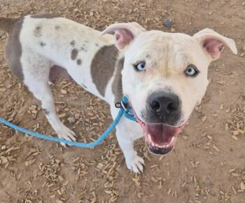 CORAZON -  Pit Bull Terrier and Mixed Breed Dog for Adoption in Albuquerque, New Mexico - CORAZON | PetCurious