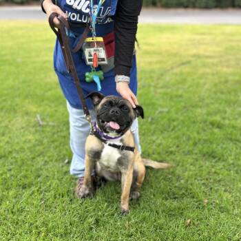 Pug and English Bulldog Dogs Available for Adoption in Long Beach, California - Diem | PetCurious