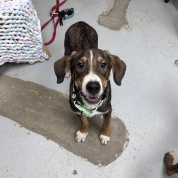 Remi -  Coonhound and Mixed Breed Dog for Adoption in Uniontown, Pennsylvania - Remi | PetCurious