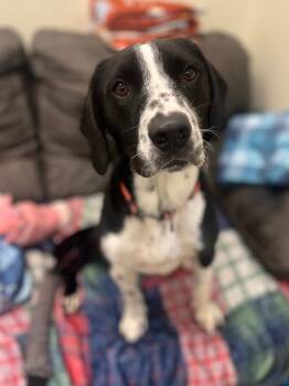 Rescue Pointer and Mixed Breed Dogs for Adoption in Neosho, Missouri - Terry | PetCurious