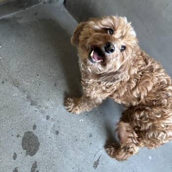 Coco A2300227 -  Cavalier King Charles Spaniel and Mixed Breed Dog for Adoption in Los Angeles, California - Coco A2300227 | PetCurious