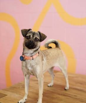 Tootsie -  Pug and Chihuahua Dog for Adoption in Pasadena, California - Tootsie | PetCurious