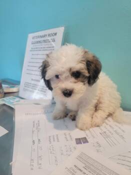 V9 Jenny -  Bichon Frise and Shih Tzu Dog for Adoption in Ashland, Wisconsin - V9 Jenny | PetCurious