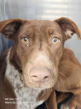 Labrador Retriever Dogs Available for Adoption - NANCY | PetCurious