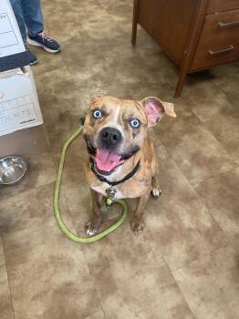 Mixed Breed Dogs Available for Adoption in Springfield, Ohio - Dudley | PetCurious
