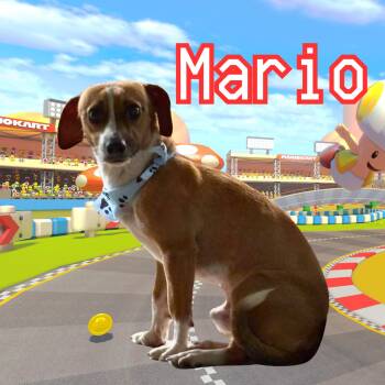 Mario -  Chihuahua and Dachshund Dog for Adoption in Bardstown, Kentucky - Mario | PetCurious