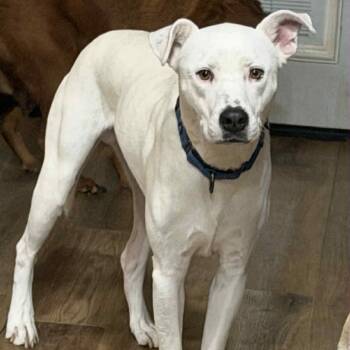 Rescue Terrier and Labrador Retriever Dogs for Adoption in Lancaster, Ohio - Tucker | PetCurious