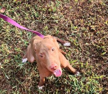 Marley -  Chesapeake Bay Retriever Dog for Adoption in Covington, Tennessee - Marley | PetCurious