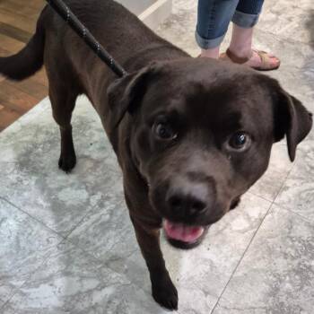 Mixed Breed Dogs Available for Adoption in Columbus, Georgia - 05/08/2026-Stray-SomersetAvenue-"Benji" | PetCurious