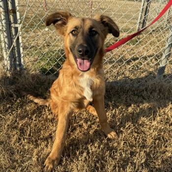 Shepherd and Terrier Dogs Available for Adoption - Harlie | PetCurious