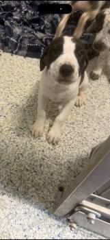 MOLLIE -  Labrador Retriever and Mixed Breed Dog Available for Adoption in Brunswick, Georgia - MOLLIE | PetCurious
