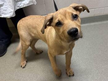 RIDGER -  Rhodesian Ridgeback and Mixed Breed Dog for Adoption in Colorado Springs, Colorado - RIDGER | PetCurious