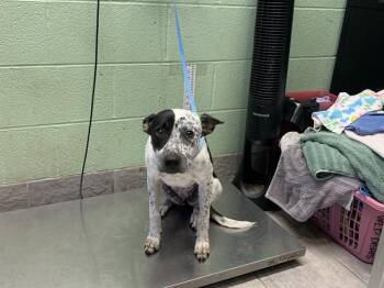 DOTTIE -  Australian Cattle Dog Blue Heeler and Mixed Breed Dog for Adoption in Grand Prairie, Texas - DOTTIE | PetCurious