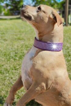 American Staffordshire Terrier Dogs Available for Adoption in Kingman, Arizona - Annette | PetCurious