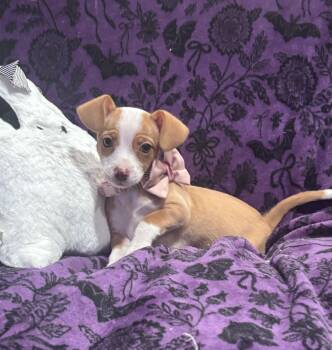 Lil Bit -  Chihuahua and Mixed Breed Dog for Adoption in Corona, California - Lil Bit | PetCurious
