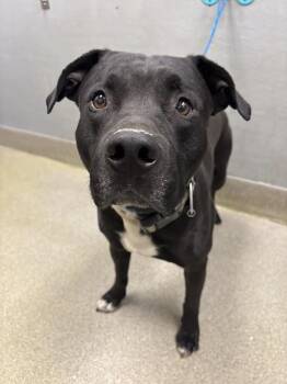 Pit Bull Terrier Dogs Available for Adoption in Las Vegas, Nevada - KRISTOFF | PetCurious