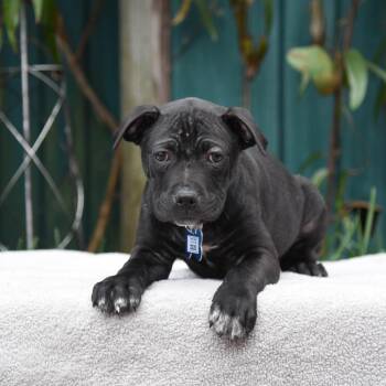 Pit Bull Terrier Dogs Available for Adoption - Zeus | PetCurious