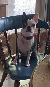 Agatha Christie KY 4867 -  Boston Terrier Dog for Adoption in Maryville, Tennessee - Agatha Christie KY 4867 | PetCurious
