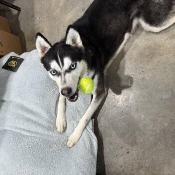 Ghost -  Siberian Husky Dog for Adoption in Troy, Missouri - Ghost | PetCurious