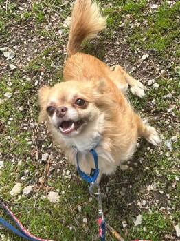 Chihuahua Dogs Available for Adoption in Taycheedah, Wisconsin - Pip | PetCurious