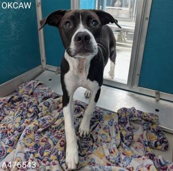 A476543 -  Pit Bull Terrier and Mixed Breed Dog for Adoption in Oklahoma City, Oklahoma - A476543 | PetCurious