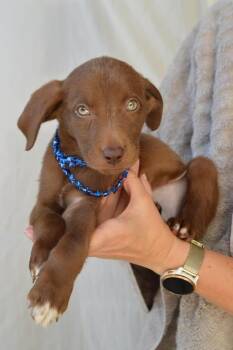 Freedom -  Labrador Retriever Dog for Adoption in Mckinney, Texas - Freedom | PetCurious
