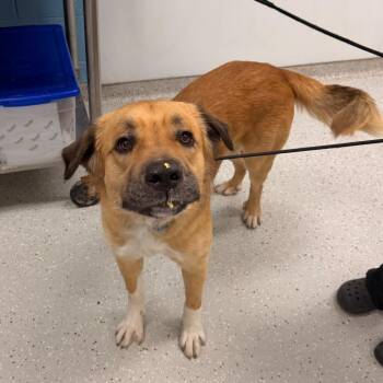 Rottweiler Dogs Available for Adoption in Indianapolis, Indiana - Sam | PetCurious