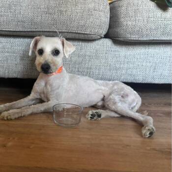 Poodle Dogs Available for Adoption in Waterford, New Jersey - CUB | PetCurious