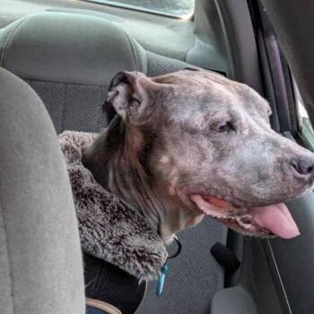 Mixed Breed Dogs Available for Adoption - Nike | PetCurious