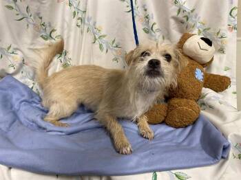 TINSLEY -  Chihuahua and Mixed Breed Dog for Adoption in Modesto, California - TINSLEY | PetCurious