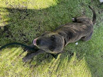 Cabra -  Terrier and Mixed Breed Dog for Adoption in Honolulu, Hawaii - Cabra | PetCurious