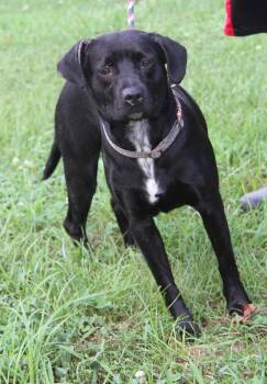 Betty (Photos July 10th 2026) -  Labrador Retriever Dog for Adoption in Marietta, Ohio - Betty (Photos July 10th 2026) | PetCurious
