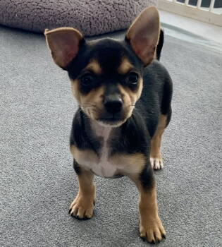 Rescue Chihuahua Dogs for Adoption in Sunnyvale, California - Mr Darcy | PetCurious