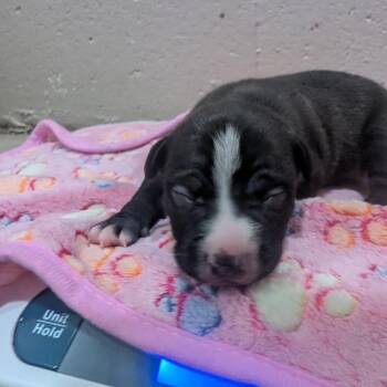 Rosita -  Terrier Dog for Adoption in Jasper, Indiana - Rosita | PetCurious