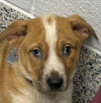 Labrador Retriever and Australian Cattle Dog Blue Heeler Dogs Available for Adoption in Golden, Colorado - Stevie | PetCurious